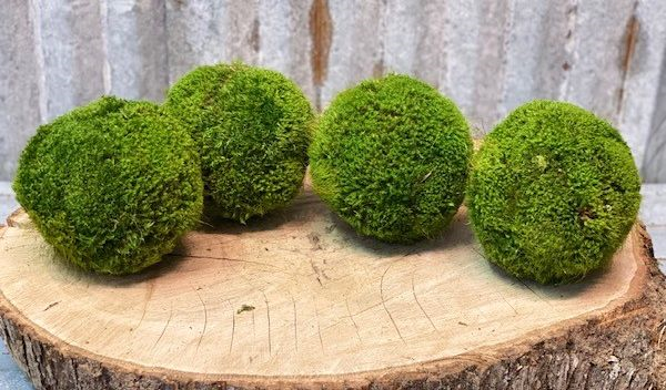 Moss Ball Md 5" - Click Image to Close